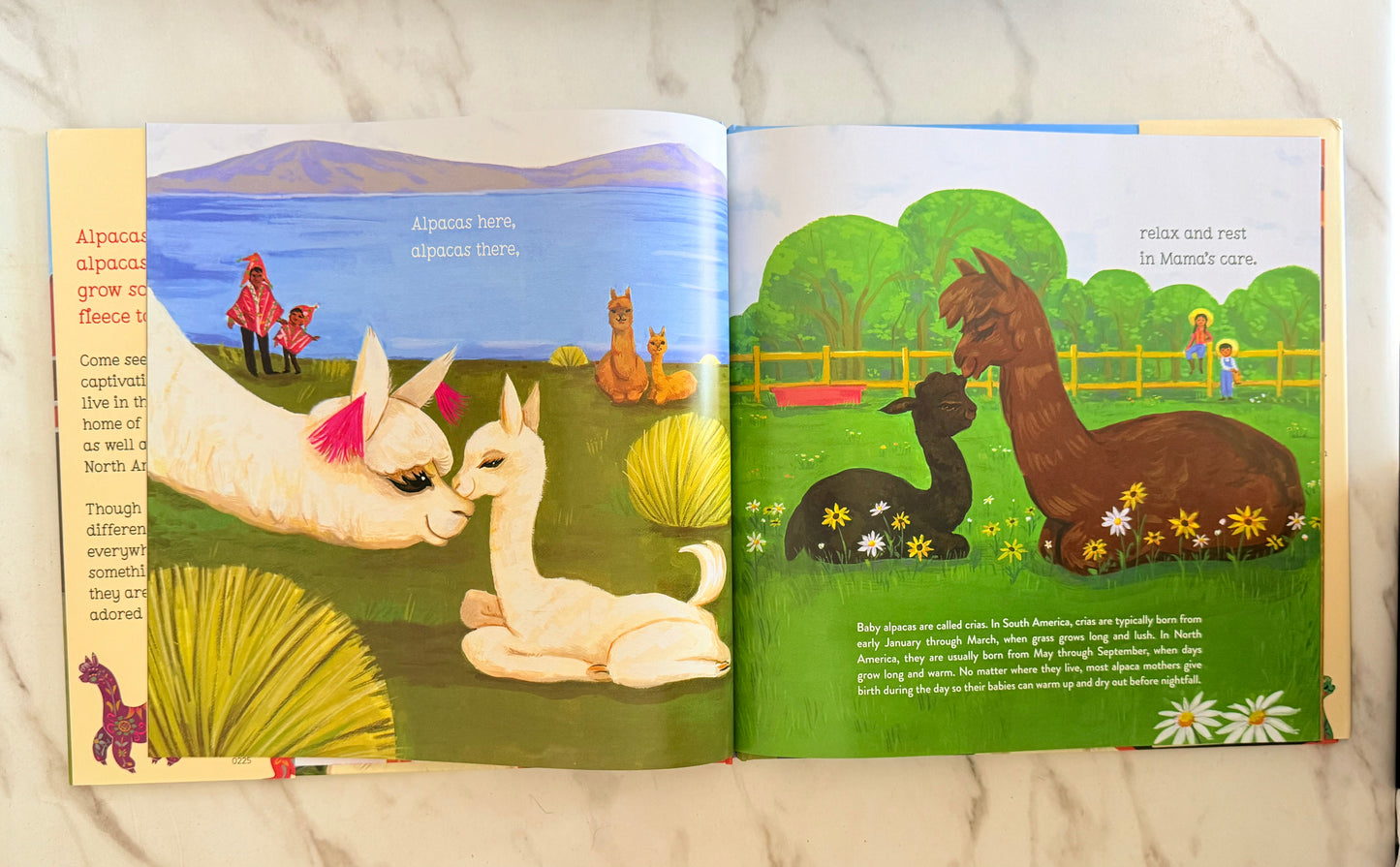 "Alpacas Here, Alpacas There" Children's Book