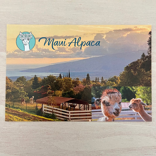 Maui Alpaca Farm Postcard - Island View