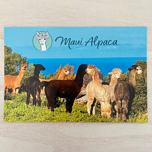Maui Alpaca Farm Postcard - Ocean View